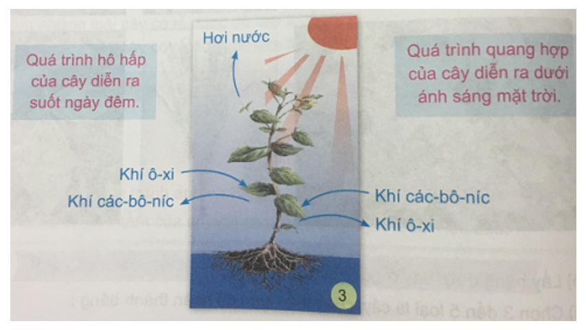 Tự nhiên và xã hội 3 Bài 20: Lá cây có đặc điểm gì? | Hay nhất Giải bài tập Tự nhiên và xã hội 3 VNEN