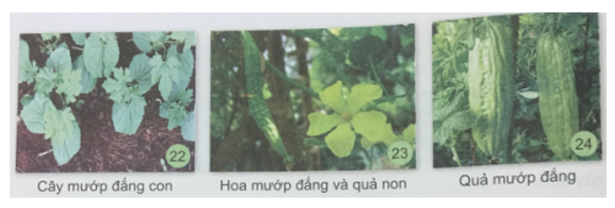 Tự nhiên và xã hội 3 Bài 21: Hoa và quả có đặc điểm gì? | Hay nhất Giải bài tập Tự nhiên và xã hội 3 VNEN