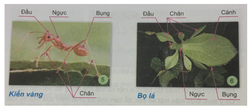 Tự nhiên và xã hội 3 Bài 22: Các loại côn trùng | Hay nhất Giải bài tập Tự nhiên và xã hội 3 VNEN