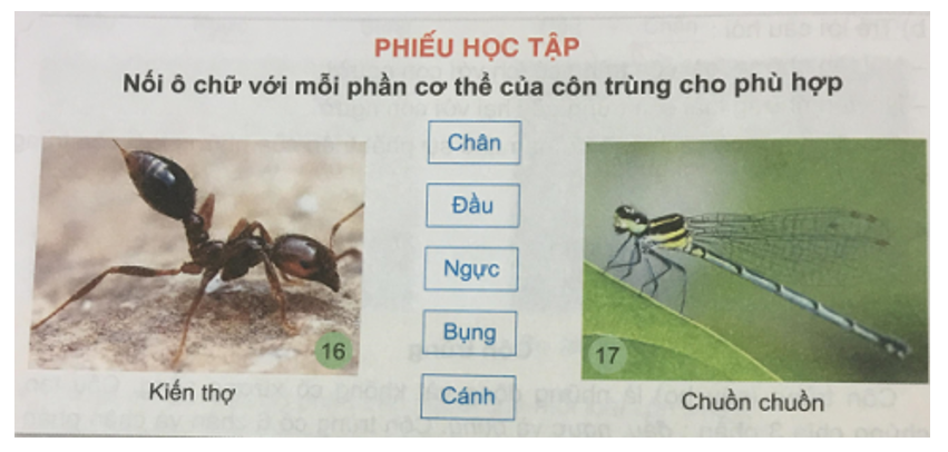 Tự nhiên và xã hội 3 Bài 22: Các loại côn trùng | Hay nhất Giải bài tập Tự nhiên và xã hội 3 VNEN