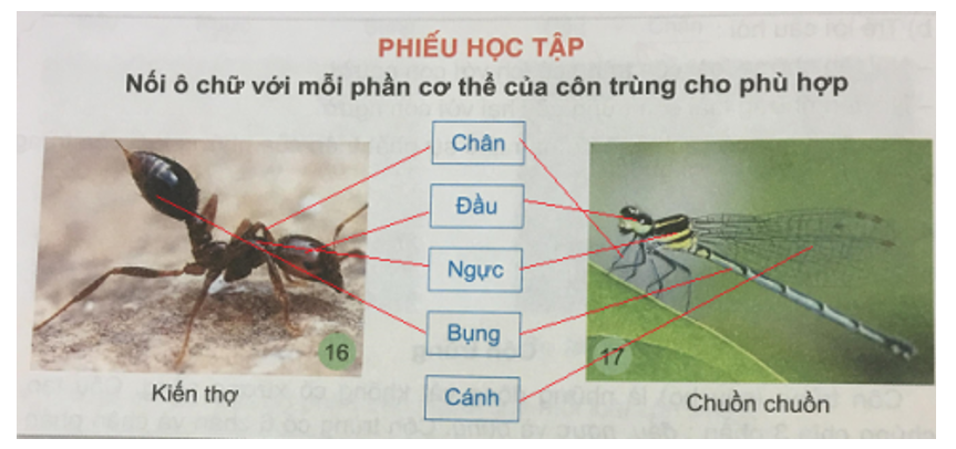 Tự nhiên và xã hội 3 Bài 22: Các loại côn trùng | Hay nhất Giải bài tập Tự nhiên và xã hội 3 VNEN