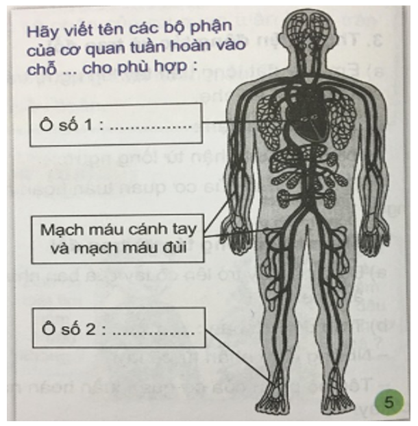 Tự nhiên và xã hội 3 Bài 3: Cơ quan tuần hoàn trong cơ thể chúng ta | Hay nhất Giải bài tập Tự nhiên và xã hội 3 VNEN