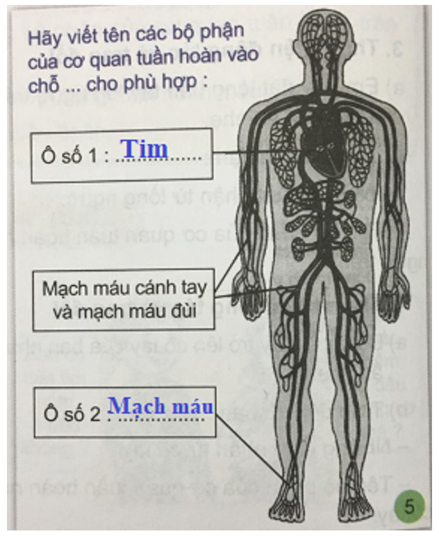 Tự nhiên và xã hội 3 Bài 3: Cơ quan tuần hoàn trong cơ thể chúng ta | Hay nhất Giải bài tập Tự nhiên và xã hội 3 VNEN