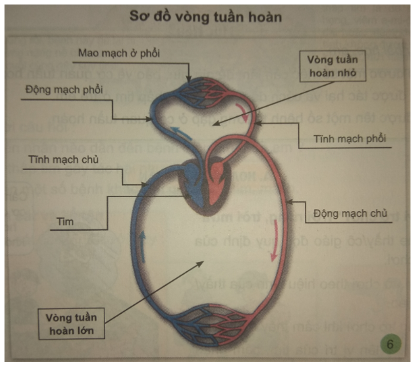 Tự nhiên và xã hội 3 Bài 3: Cơ quan tuần hoàn trong cơ thể chúng ta | Hay nhất Giải bài tập Tự nhiên và xã hội 3 VNEN