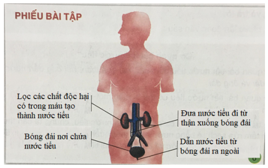 Tự nhiên và xã hội 3 Bài 5: Cơ quan bài tiết nước tiểu | Hay nhất Giải bài tập Tự nhiên và xã hội 3 VNEN