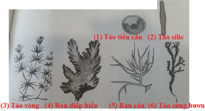 Bài 37: Tảo | Giải VBT Sinh học lớp 6