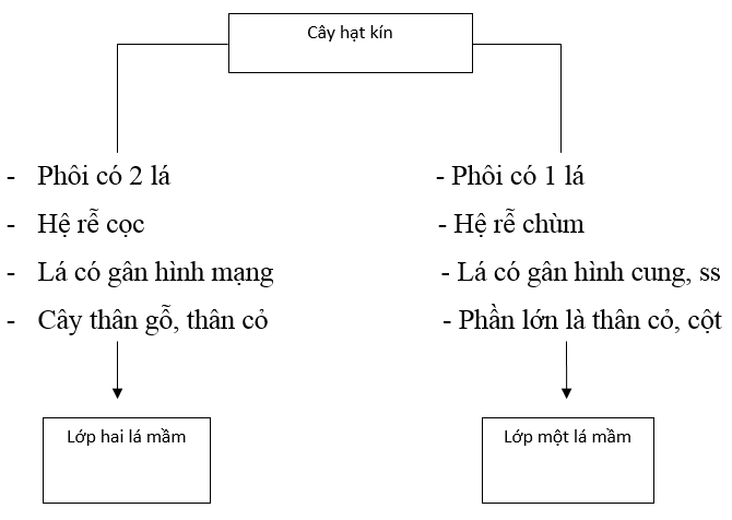 Giải vở bài tập Sinh học 6 | Giải VBT Sinh học 6