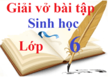 Giải vở bài tập Sinh học 6 | Giải VBT Sinh học lớp 6