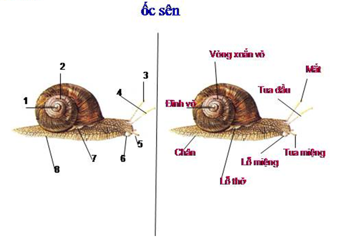 Giải vở bài tập Sinh học 7 | Giải VBT Sinh học 7