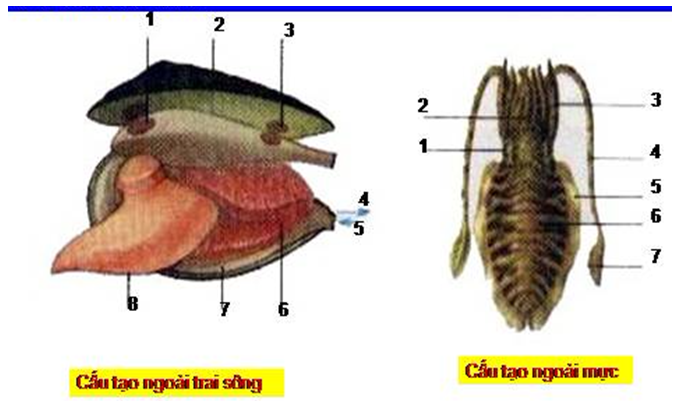 Giải vở bài tập Sinh học 7 | Giải VBT Sinh học 7