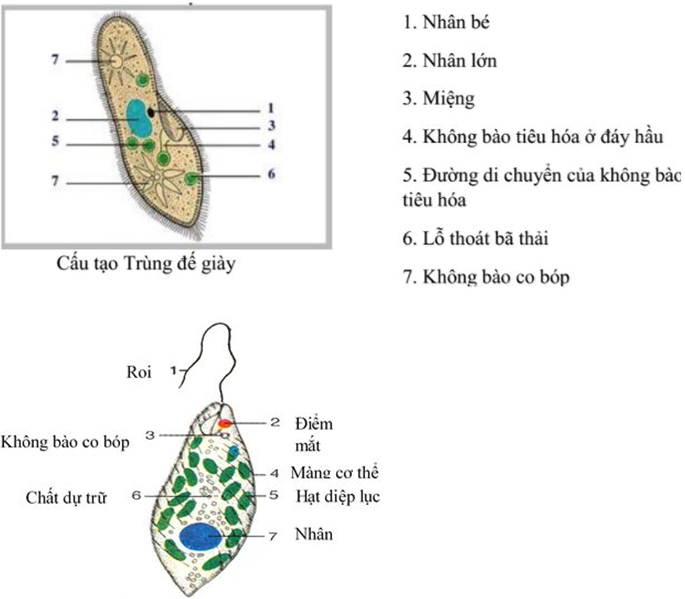 Giải vở bài tập Sinh học 7 | Giải VBT Sinh học 7