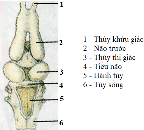 Giải vở bài tập Sinh học 7 | Giải VBT Sinh học 7