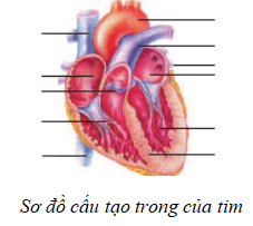 Giải vở bài tập Sinh học 8 | Giải VBT Sinh học 8