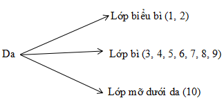 Giải vở bài tập Sinh học 8 | Giải VBT Sinh học 8