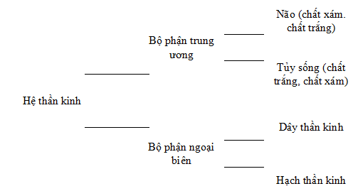 Giải vở bài tập Sinh học 8 | Giải VBT Sinh học 8