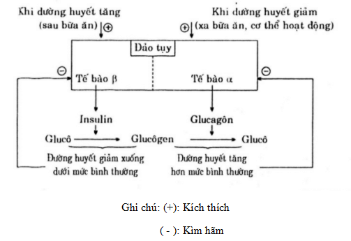 Giải vở bài tập Sinh học 8 | Giải VBT Sinh học 8