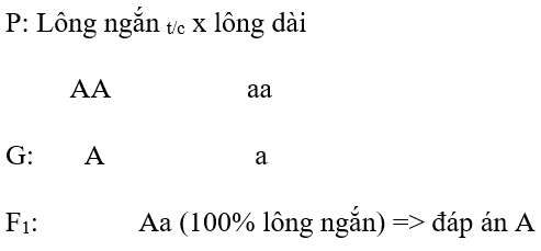 Giải vở bài tập Sinh học 9 | Giải VBT Sinh học 9