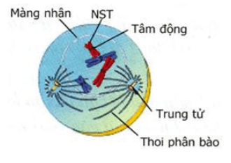 Giải vở bài tập Sinh học 9 | Giải VBT Sinh học 9