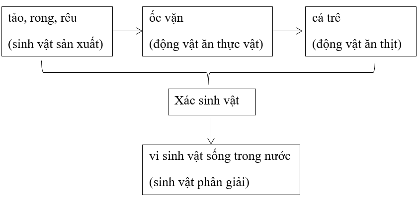 Giải vở bài tập Sinh học 9 | Giải VBT Sinh học 9