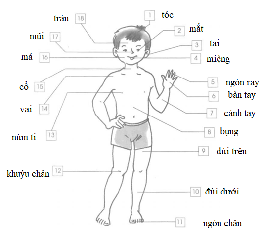 Vở bài tập Tự nhiên và Xã hội lớp 1 Bài 1: Cơ thể chúng ta | Hay nhất Giải VBT Tự nhiên và Xã hội 1