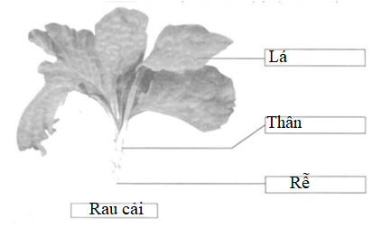 Vở bài tập Tự nhiên và Xã hội lớp 1 Bài 22: Cây rau | Hay nhất Giải VBT Tự nhiên và Xã hội 1