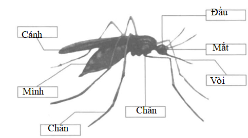 Vở bài tập Tự nhiên và Xã hội lớp 1 Bài 28: Con muỗi | Hay nhất Giải VBT Tự nhiên và Xã hội 1
