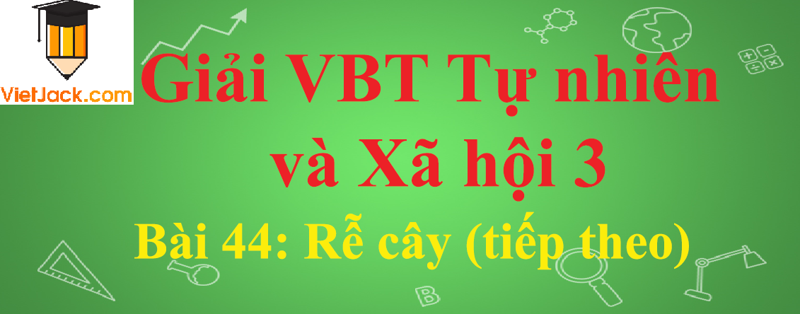 Vở bài tập Tự nhiên và Xã hội lớp 3 Bài 44: Rễ cây (tiếp theo)