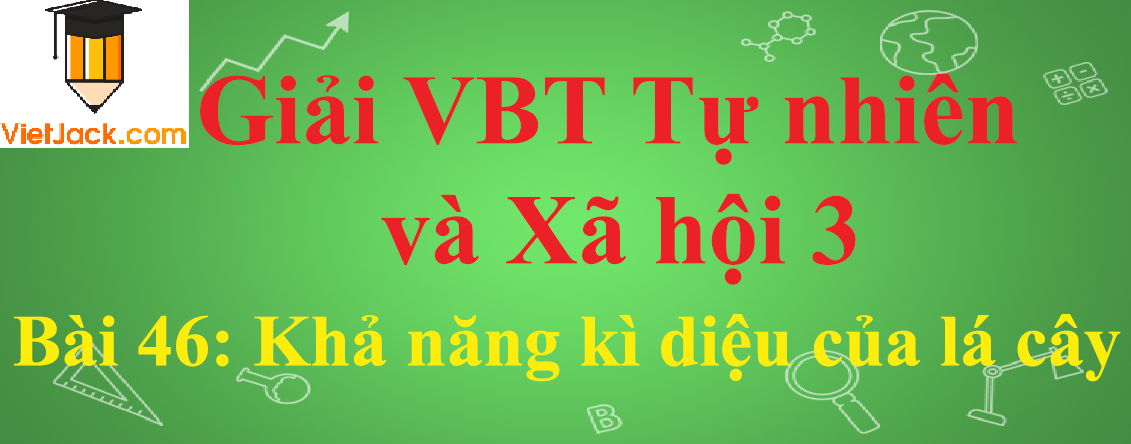 Vở bài tập Tự nhiên và Xã hội lớp 3 Bài 46: Khả năng kì diệu của lá cây