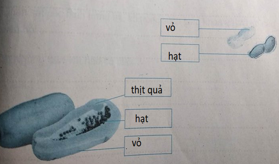 Giải vở bài tập Tự nhiên và Xã hội 3 | Giải Vở bài tập Tự nhiên và Xã hội 3