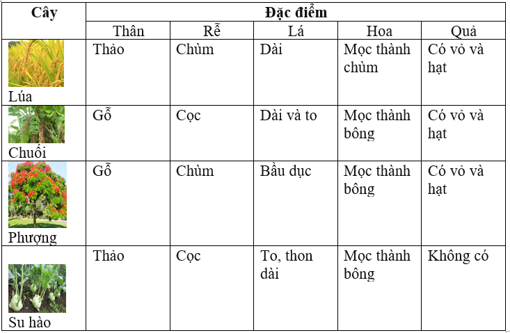 Giải vở bài tập Tự nhiên và Xã hội 3 | Giải Vở bài tập Tự nhiên và Xã hội 3