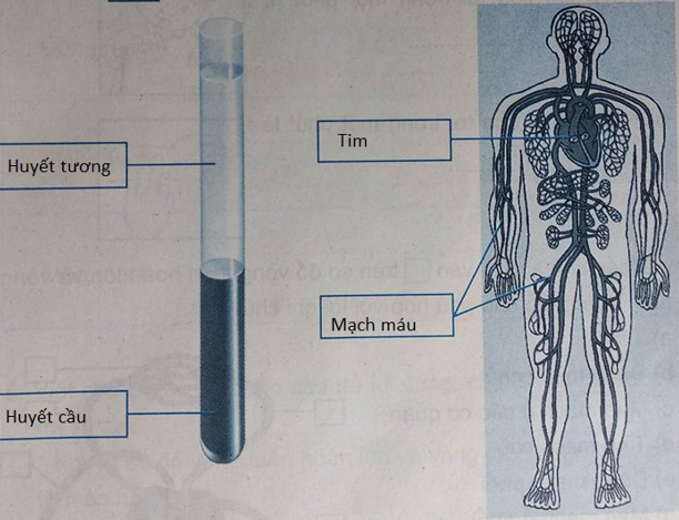 Giải vở bài tập Tự nhiên và Xã hội 3 | Giải Vở bài tập Tự nhiên và Xã hội 3