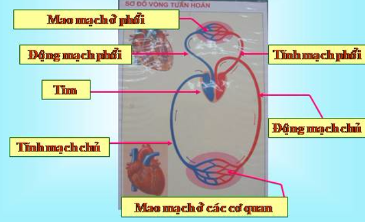 Giải vở bài tập Tự nhiên và Xã hội 3 | Giải Vở bài tập Tự nhiên và Xã hội 3