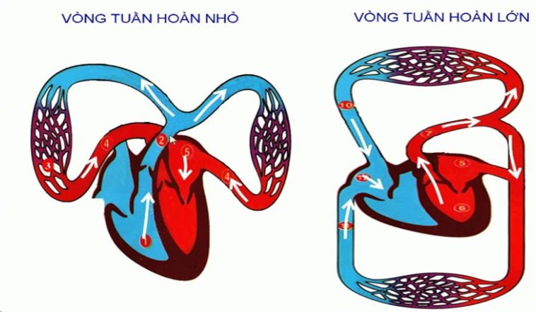 Giải vở bài tập Tự nhiên và Xã hội 3 | Giải Vở bài tập Tự nhiên và Xã hội 3