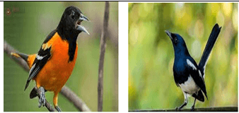 Giáo án Âm nhạc lớp 2 Kết nối tri thức Hát: Con chim chích chòe