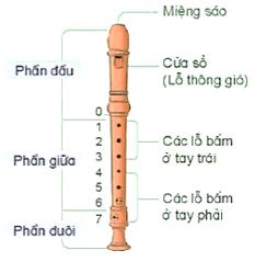 Giáo án Âm nhạc lớp 4 Kết nối tri thức Nhạc cụ: Thể hiện nhạc cụ gõ hoặc nhạc cụ giai điệu trang 15