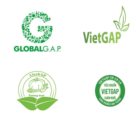 Giáo án Chuyên đề Công nghệ 10 Kết nối tri thức Bài 11: Giới thiệu về VietGAP trồng trọt (ảnh 1)