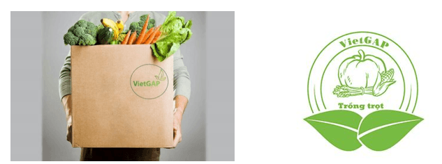 Giáo án Chuyên đề Công nghệ 10 Kết nối tri thức Bài 11: Giới thiệu về VietGAP trồng trọt (ảnh 2)