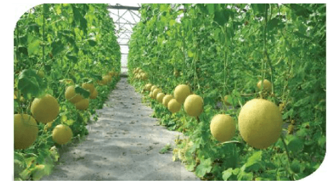 Giáo án Chuyên đề Công nghệ 10 Kết nối tri thức Bài 12: Các bước trong quy trình trồng trọt theo tiêu chuẩn VietGAP (ảnh 1)