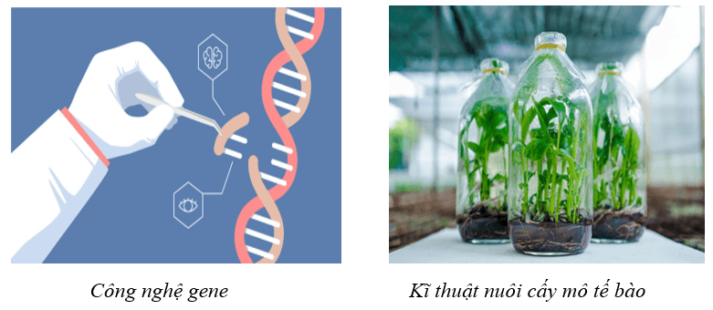 Giáo án Chuyên đề Công nghệ 10 Kết nối tri thức Bài 2: Một số ứng dụng công nghệ sinh học trong chọn tạo giống cây trồng (ảnh 1)
