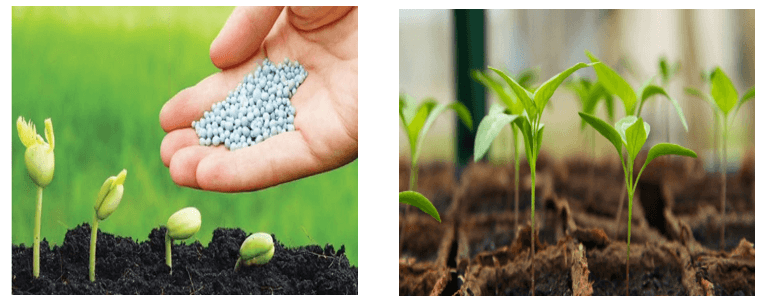 Giáo án Chuyên đề Công nghệ 10 Kết nối tri thức Bài 3: Một số ứng dụng công nghệ sinh học trong sản xuất phân bón (ảnh 1)