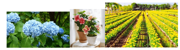 Giáo án Chuyên đề Công nghệ 10 Kết nối tri thức Bài 5: Giới thiệu về hoa, cây cảnh (ảnh 1)