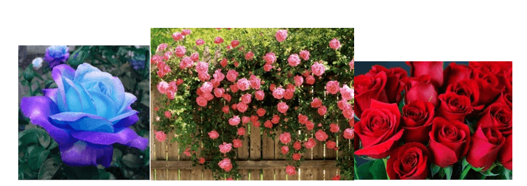 Giáo án Chuyên đề Công nghệ 10 Kết nối tri thức Bài 6: Kĩ thuật trồng và chăm sóc hoa hồng (ảnh 1)