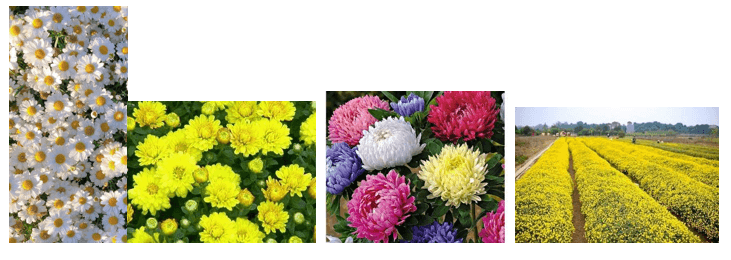 Giáo án Chuyên đề Công nghệ 10 Kết nối tri thức Bài 7: Kĩ thuật trồng và chăm sóc hoa cúc (ảnh 1)