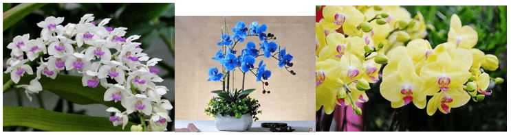 Giáo án Chuyên đề Công nghệ 10 Kết nối tri thức Bài 8: Kĩ thuật trồng và chăm sóc hoa phong lan (ảnh 1)