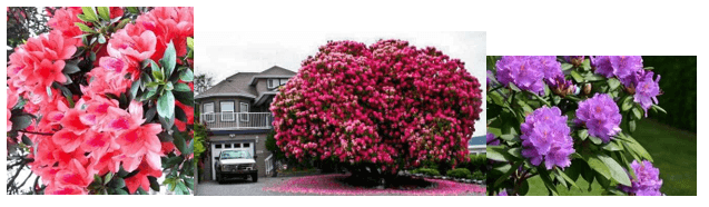 Giáo án Chuyên đề Công nghệ 10 Kết nối tri thức Bài 9: Kĩ thuật trồng đỗ quyên (ảnh 1)