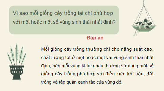 Giáo án điện tử Công nghệ 10 Kết nối tri thức Bài 11: Khái niệm và vai trò của giống cây trồng | PPT Công nghệ 10