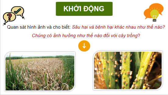 Giáo án điện tử Công nghệ 10 Kết nối tri thức Bài 15: Sâu, bệnh hại cây trồng và ý nghĩa của việc phòng trừ | PPT Công nghệ 10