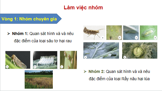 Giáo án điện tử Công nghệ 10 Kết nối tri thức Bài 16: Một số hại cây trồng thường gặp và biện pháp phòng trừ | PPT Công nghệ 10