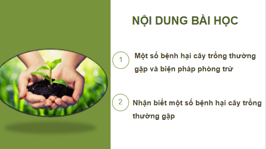Giáo án điện tử Công nghệ 10 Kết nối tri thức Bài 17: Một số bệnh hại cây trồng thường gặp và biện pháp phòng trừ | PPT Công nghệ 10
