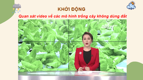 Giáo án điện tử Công nghệ 10 Kết nối tri thức Bài 25: Công nghệ trồng cây không dùng đất | PPT Công nghệ 10